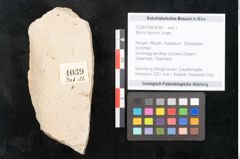 Foto (Objekt + Etikett) von Myrica lignitum Unger (NHMW-GEO-2024-0188-4039)